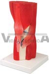 Muscled Knee Joint Model, 12 part